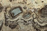 Devonian Stromatolite Slab - Orkney, Scotland #289668-1